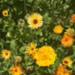 Meet your Posher, Edric